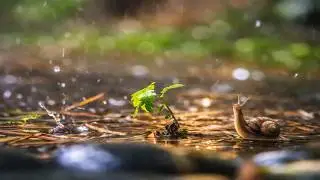 Peaceful Rain Meditation | Relax, Breathe & Find Calm (2 Hours)