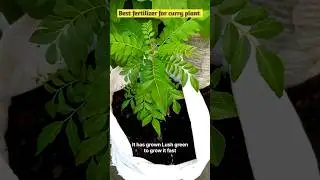 Free care tips for curry plant #kitchengardening #organicgardening