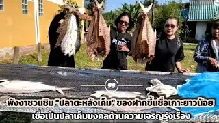 ชวนชิม “ปลาตะหลังเค็ม” ของฝากขึ้นชื่อเกาะยาวน้อย พังงา 