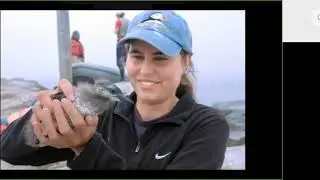 Puffins: The new canary of climate change