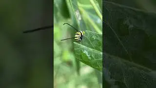 Insect Eating Leaf 🐛 #insects #insect #insectlover #macrovideo #macro #macrophotography #nature
