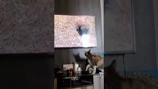 Miss shama bird watching time 😁#cats #catlover #viralshorts #catvideos #catholic #cat