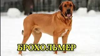 Брохольмер