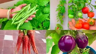 Top 10 vegetable Seeds To Sow In January //Best Vegetables To Grow In January // January Vegetables