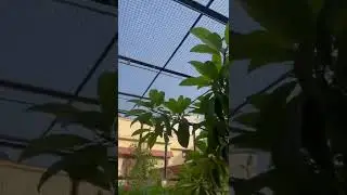 A simple solution for monkeys given by practical gardeners||Watch it and see India is full ofTalents