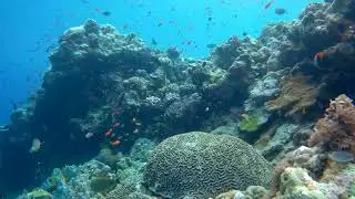 Amazing coral reefs of Papua New Guinea :)