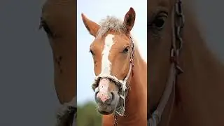 Old MacDonald Had a Horse #oldmacdonaldhadafarm #nurseryrhymes