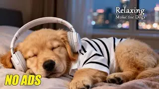 Soothing Piano Music to Reduce Dog Anxiety 🎹 Calm Stress & Nervous Behavior