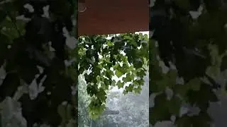 #raindropsound #raindrops #rain #shorts #subscribe #diywithsikart