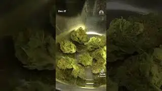 Cannabis for Medical Research! 🍃 | #shorts #trump #cannabiscommunity