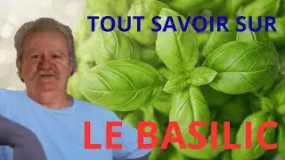 Basilic : Le Secret de Cette Plante Incroyable Pour Votre Cuisine et Votre Santé !