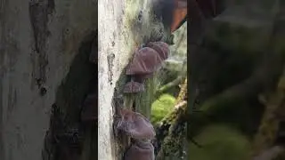 #Jelly ear&nbsp;is a&nbsp;species&nbsp;of&nbsp;fungus&nbsp;in the&nbsp;order&nbsp;Auriculariales.