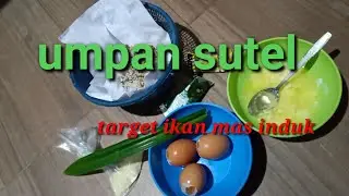 umpan putih | Sutel || target indukan ikan mas