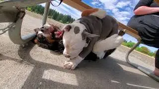 🔴 Positive Dog Vibes