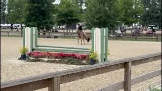 SCF Novelty small green pony hunter