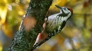 Дятел белоспинный (Dendrocopos leucotos) | Film Studio Aves