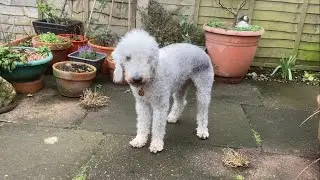 Dilwyn, the Bedlington terrier, in the garden