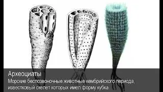 Археоциаты. Толковый Видеословарь русского языка