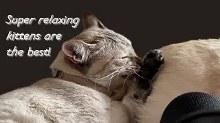 ASMR Cats grooming 3d mic