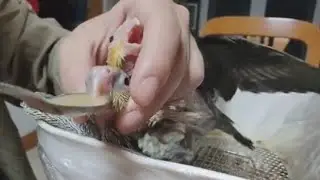 The Cutest Dinner Bell Hand-Feeding My Starving Baby Cockatiels. A Symphony of Chirps and Love.