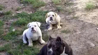 BLUE RIVER SHORTY BULLS GOLDBERG X VASHTI pups @ 10 weeks