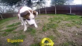 Dogs Trust Kenilworth - Tyson