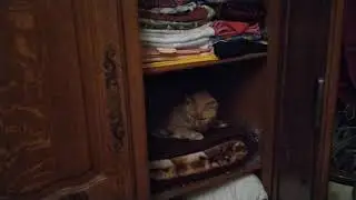 Cozy nest Cats Stories 60.Уютное гнездышко.Киськины истории 60.
