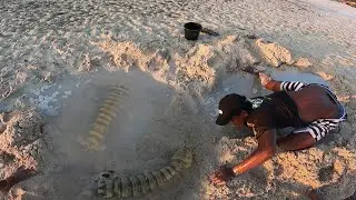 Catching Giant Monster Mantis shrimp today were immediately eaten with friends