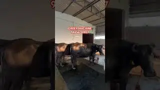 BUFFALO HAIR CUTTING MACHINE / COW HAIR CUTTING MACHINE / HORSE HAIR CUTTING MACHINE 9465650827