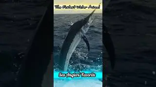 The Fastest Water Animal and Most Liked by Sea Anglers #shorts #shortviral #marlins #fishing #facts