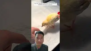 This man adopted a poor little chick that had just hatched in his house #chicken #babychicks