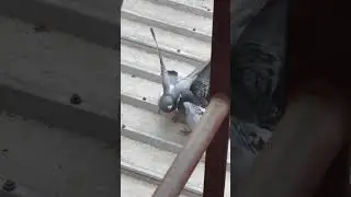 Two pigeons fighting! 🐦😢 #vlog #pigeon #australia #pigeonlove #bird #wildlife #fighting