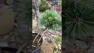Pinus mugo Mini Mini ( Дендроарт) 💚🌲💚 27.09.24.🍁🌲