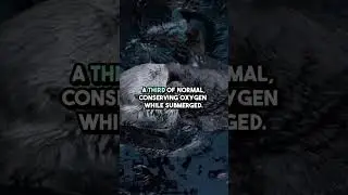 Sloths: Underwater Endurance Champions #facts #sloth #dolphin #underwater #breathe