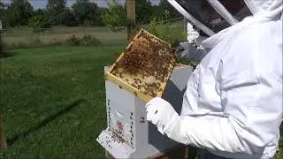 HIVE INSPECTION DAY 95