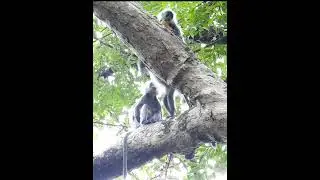 lovely monkey #shorts  #monkey #monkeyaround #animal #babyanimal #wildlife #squirrelmonkey