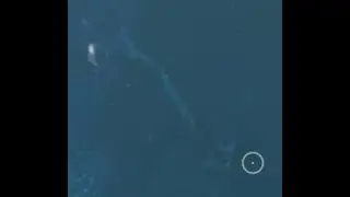 My first encounter with a reaper leviathan | Subnautica