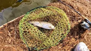 【 エリアトラウト ニジマス 】ラパラ　カウントダウンディーパー　Trout of management fishing area　Rainbow trout　2025.1.20 #fishing