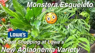 This Lowes wasnt playing with their houseplants! More NEW Plant Finds!