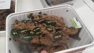 Hamm Terraristika mein Einkauf !!