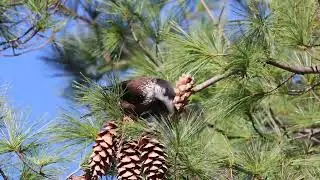Up Close with the Eurasian Nutcracker: Nature's Marvel