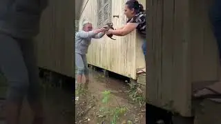 Resgate de c&atilde;es em casa alagada de Balne&aacute;rio Gaivota/SC