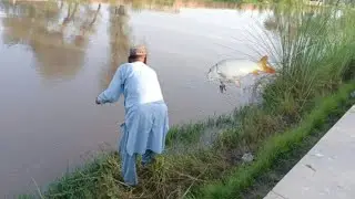 best fishing canal | carp fish  catching Pakistan | carp fishing video
