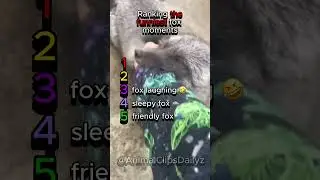 Ranking the funniest fox moments 🤣🦊 (pt2)