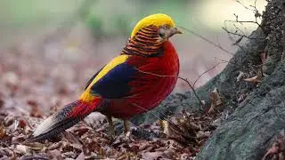 The Golden Pheasant: Close Up HD Footage (Chrysolophus pictus) #birds #birdwatching #wildlife