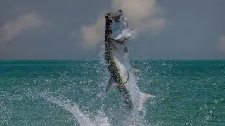 Skyway Fishing Pier Tarpon Action