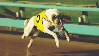 Fernando Bale, Australian retired racing greyhound dies at 12