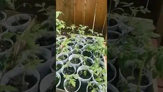 Hoping for a decent harvest! Got a little bit of everything! 