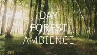 Day forest ambience | Birds sounds | Gentle water stream sounds | Sleep Study Work | 12 hours