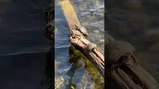 Turtles On Log In Lake